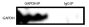 CEM/LAV-1 cell lysate was immunoprecipitated with anti-GAPDH or Goat IgG-UNLB (SB Cat. No. 0109-01).  Protein was resolved by electrophoresis, transferred to membrane, and probed with anti-GAPDH followed by a secondary antibody and chemiluminescent detect