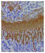 Paraffin embedded Col2a1-Cre;Nppcflox/flox mouse tibial growth plate section was stained with Goat Anti-Type II Collagen-UNLB (SB Cat. No. 1320-01) followed by an HRP secondary antibody and DAB.<br/>Image from Nakao K, Osawa K, Yasoda A, Yamanaka S, Fujii