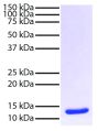 Streptavidin-UNLB (SB Cat. No. 7105-01S) was reduced and resolved by electrophoresis.