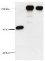 Lane 1 - DEC Monoclonal Antibody<br/>Lane 2 - DEC-HER2 Monoclonal Antibody<br/>Lane 3 - Control Ig-HER2 Monoclonal Antibody<br/>HER2 extracellular domain was cloned in frame into the COOH terminus of anti-DEC (DEC-HER2).  DEC, DEC-HER2, and control mouse 