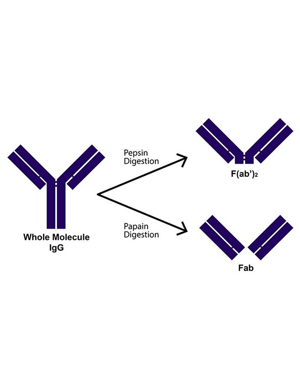 Antibody_Fragmentation_Resources